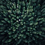 Sprchovací gél na telo a vlasy- BOIS DE SAUGE