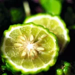 Vyživujúce telové mlieko - Karité & bergamot