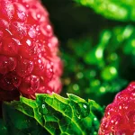 Sprchovací gél Malina & mäta