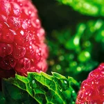 Tekuté mydlo na ruky Malina & mäta